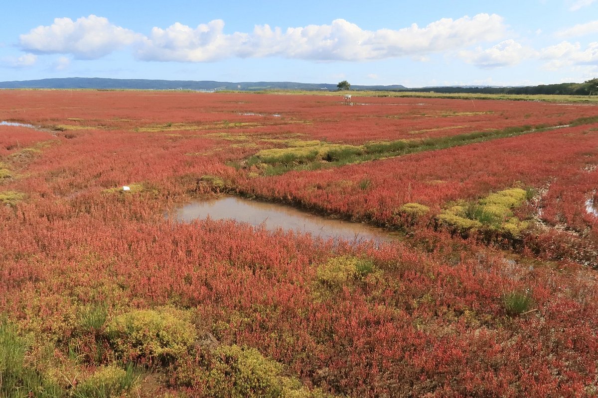 🏞️ 우바라나이 산호초 군락지(우바라나이 산고소 군라쿠치) 이미지 7